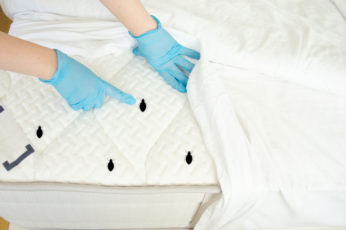 donna che controlla letto ed acari sul materasso