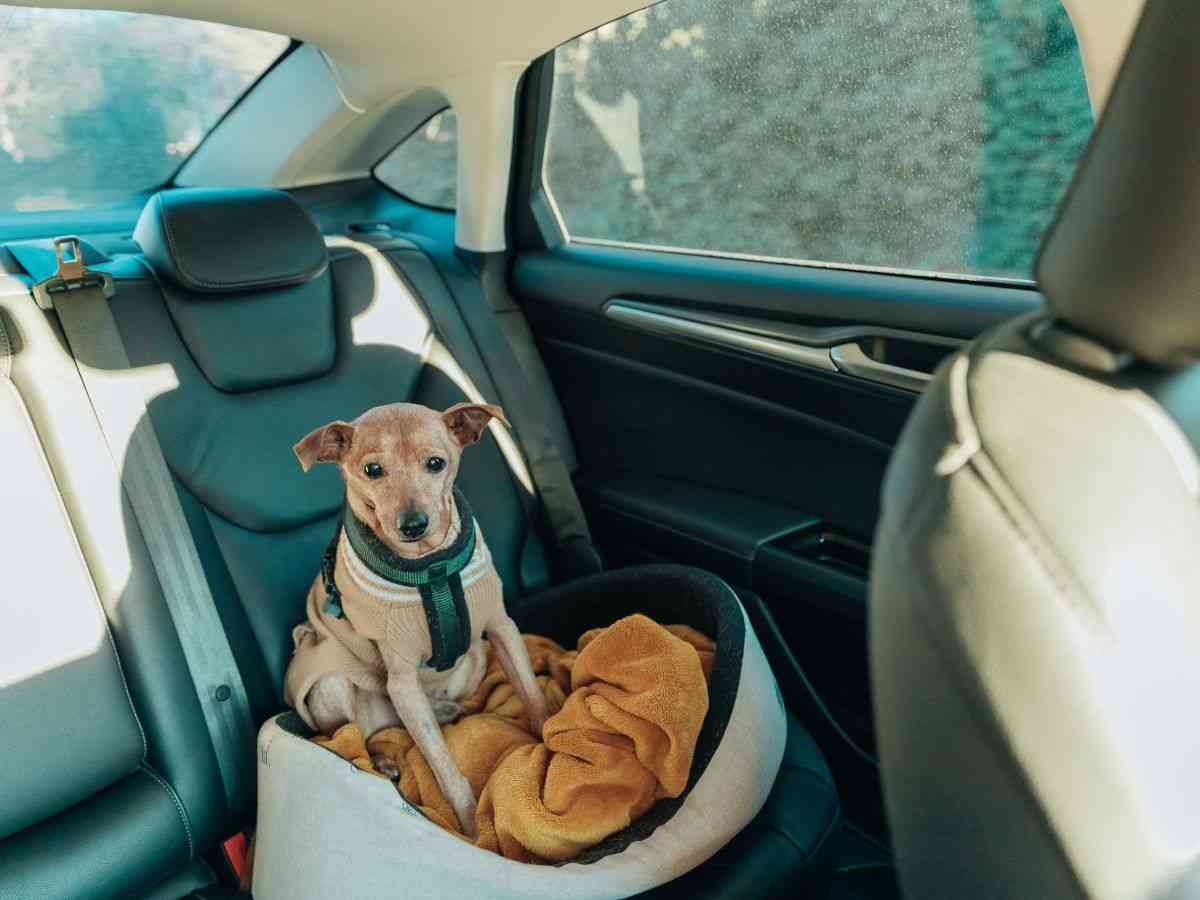 cagnolino con cuccia nel sedile della macchina