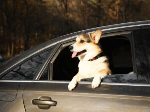 un cagnolino si sporge dal finestrino