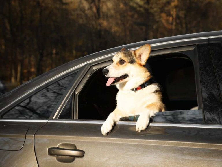 Nuovo Codice della Strada: se commetti questo errore trasportando il tuo cane rischi una multa pesantissima
